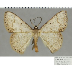 /filer/webapps/moths/media/images/F/fumosa_Pycnostega_AM_ZSMa.jpg