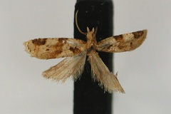 Lumaria petrophora