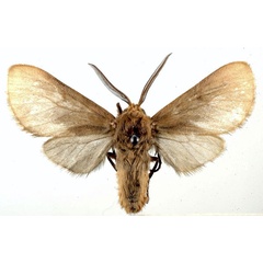 /filer/webapps/moths/media/images/B/burra_Metarctia_HT_USNM_01.jpg