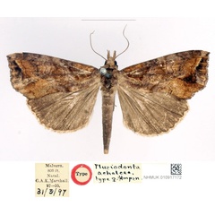 /filer/webapps/moths/media/images/A/achalcea_Plusiodonta_HT_BMNH_3IDJVc7.jpg