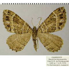 /filer/webapps/moths/media/images/A/acutivalvis_Ctenaulis_AF_ZSMa.jpg