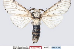 Afrocerura smithi
