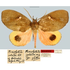 /filer/webapps/moths/media/images/C/catalai_Miniophyllodes_HT_MNHN.jpg
