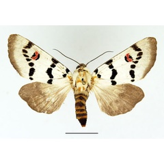 /filer/webapps/moths/media/images/D/delamarei_Diaphone_AF_Basquin_01.jpg