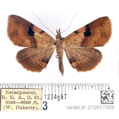 /filer/webapps/moths/media/images/N/nubilata_Rhesala_AM_BMNH_02.jpg