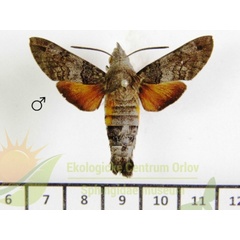 /filer/webapps/moths/media/images/G/gyrans_Macroglossum_AM_SMCR_01.jpg