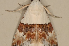 Eublemma hemichiasma