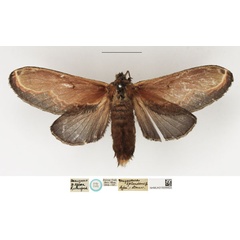 /filer/webapps/moths/media/images/S/splendens_Megasoma_STF_NHMUK_01.jpg