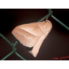 /filer/webapps/moths/media/images/J/jacchus_Philotherma_AF_Albert.jpg