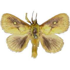 /filer/webapps/moths/media/images/R/rugosa_Cosuma_AM_MCJM.jpg