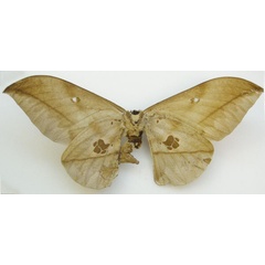 /filer/webapps/moths/media/images/L/laestrygon_Antheraea_HT_NHMUKb.jpg