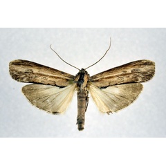 /filer/webapps/moths/media/images/C/corticalis_Thacona_A_NHMO.jpg
