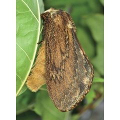/filer/webapps/moths/media/images/L/lanceolata_Lasiocesa_AF_Ihle_01.jpg