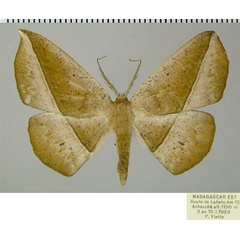 /filer/webapps/moths/media/images/T/tigrinata_Psilocerea_AM_ZSM.jpg