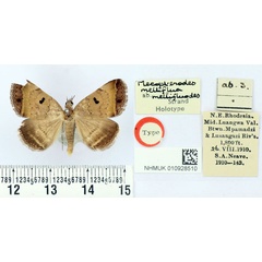 /filer/webapps/moths/media/images/M/mellifluodes_Plecopterodes_HT_BMNH.jpg