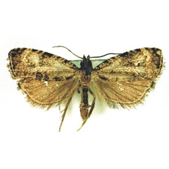 /filer/webapps/moths/media/images/N/nephelopyrga_Nepheloploce_AM_MRSN.jpg