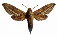 /filer/webapps/moths/media/images/U/ugandae_Theretra_AM_Basquin_01.jpg