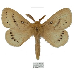 /filer/webapps/moths/media/images/O/orientalis_Philotherma_PTM_Basquin.jpg