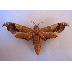 /filer/webapps/moths/media/images/H/hamatus_Lycosphingia_A_Baron_01.jpg