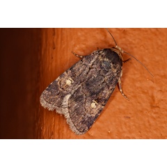 /filer/webapps/moths/media/images/L/leuconephra_Athetis_A_Roland_01.jpg