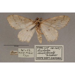 /filer/webapps/moths/media/images/D/dentigerata_Acidalia_HT_OUMNH_02.jpg