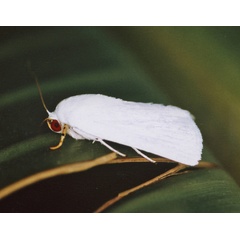 /filer/webapps/moths/media/images/V/vestae_Chasmina_A_Roland_15.jpg