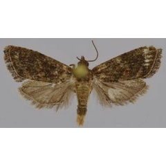 /filer/webapps/moths/media/images/L/leucotreta_Thaumatotibia_AM_Trematerra.jpg