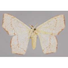 /filer/webapps/moths/media/images/P/palimpais_Xenochroma_A_ZSM_01.jpg