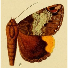 /filer/webapps/moths/media/images/P/poliopasta_Achaea_HT_Hampson_217_8.jpg