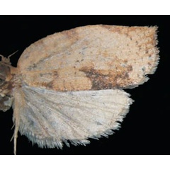 /filer/webapps/moths/media/images/K/karchana_Lozotaenia_HT_Trematerra.jpg