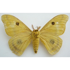 /filer/webapps/moths/media/images/B/bracteata_Antheraea_HT_NHMUKb.jpg