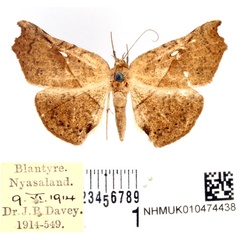 /filer/webapps/moths/media/images/T/trogopera_Pleuronodes_AM_BMNH.jpg