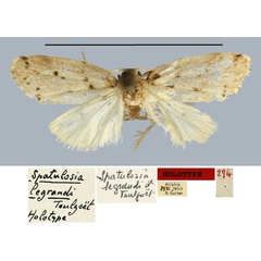 /filer/webapps/moths/media/images/L/legrandi_Spatulosia_HT_MNHN.jpg