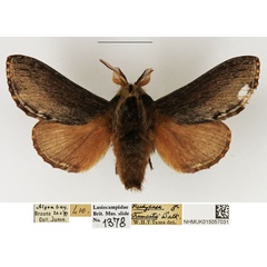 /filer/webapps/moths/media/images/T/truncatum_Braura_AM_NHMUK.jpg
