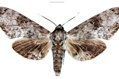 Macropoliana schaarschmidti