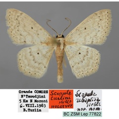 /filer/webapps/moths/media/images/R/rebaptisa_Scopula_HT_ZSM_01.jpg