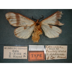 /filer/webapps/moths/media/images/E/ealana_Epanaphe_AT_RMCA_02.jpg