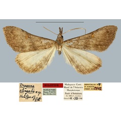 /filer/webapps/moths/media/images/E/elongalis_Dragana_HT_MNHN.jpg