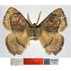 /filer/webapps/moths/media/images/K/kubwa_Ectropona_HT_NHMO_eOZnvXy.jpg