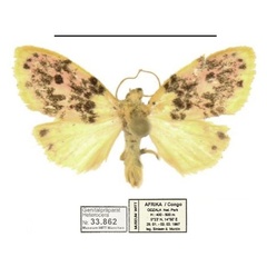 /filer/webapps/moths/media/images/N/numida_Siccasura_AM_MWM.jpg