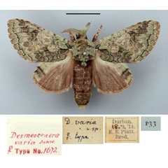 /filer/webapps/moths/media/images/V/varia_Desmeocraera_AT_TMSA.jpg