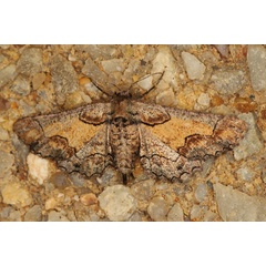 /filer/webapps/moths/media/images/C/crenulata_Omphalucha_AM_Heyns.jpg