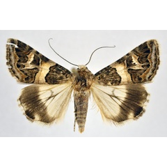 /filer/webapps/moths/media/images/C/cailino_Drasteria_A_NHMO.jpg