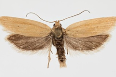 Epichoristodes zolotuhini