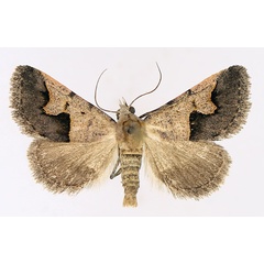 /filer/webapps/moths/media/images/C/culminifera_Baniana_AM_TMSA_02.jpg