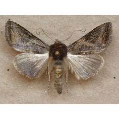 /filer/webapps/moths/media/images/S/spoliata_Trichoplusia_A_Butler.jpg