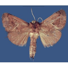 /filer/webapps/moths/media/images/G/gitegaensis_Kayamuhakaia_HT_RMCA.jpg