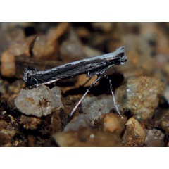 /filer/webapps/moths/media/images/B/barbitias_Graphiocephala_A_Triberti-etal_2024_31.jpg