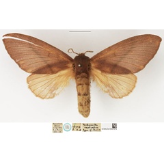 /filer/webapps/moths/media/images/C/capreolus_Pachymeta_STF_NHMUK.jpg