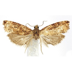 /filer/webapps/moths/media/images/N/nucleata_Paraeccopsis_AF_Bassi.jpg